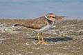 Little Ringed Plover Charadrius dubius curonicus