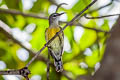 Little Spiderhunter Arachnothera longirostra cinereicollis