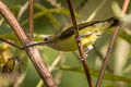 Little Spiderhunter Arachnothera longirostra longirostra