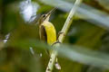 Little Spiderhunter Arachnothera longirostra cinereicollis