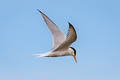 Little Tern Sternula albifrons pusilla