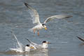 Little Tern Sternula albifrons pusilla