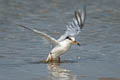 Little Tern Sternula albifrons pusilla