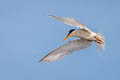 Little Tern Sternula albifrons pusilla