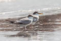 Little Tern Sternula albifrons pusilla