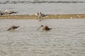 Long-billed Dowitcher Limnodromus scolopaceus