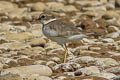 Long-billed Plover Charadrius placidus 