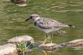 Long-billed Plover Charadrius placidus 