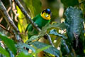 Long-tailed Broadbill Psarisomus dalhousiae cyanicauda 