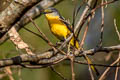 Long-tailed Minivet Pericrocotus ethologus ethologus 