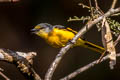 Long-tailed Minivet Pericrocotus ethologus ethologus 