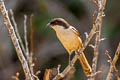 Long-tailed Shrike Lanius schach tricolor