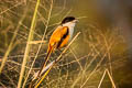 Long-tailed Shrike Lanius schach tricolor