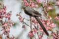 Long-tailed Sibia Heterophasia picaoides cana