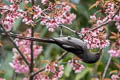 Long-tailed Sibia Heterophasia picaoides cana