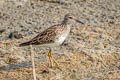 Long-toed Stint Calidris subminuta