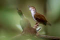 Malayan Swamp Babbler Babbler Pellorneum rostratum