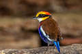 Malayan Banded Pitta Hydrornis irena ripleyi