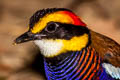 Malayan Banded Pitta Hydrornis irena ripleyi