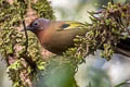 Malayan Laughingthrush Trochalopteron peninsulae