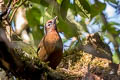 Malayan Laughingthrush Trochalopteron peninsulae