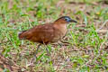 Malayan Night Heron Nycticorax melanolophus