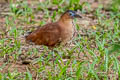 Malayan Night Heron Nycticorax melanolophus