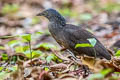 Malayan Night Heron Nycticorax melanolophus