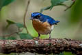 Malaysian Blue Flycatcher Cyornis turcosus