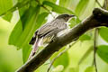 Malaysian Honeyguide Indicator archipelagicus