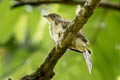 Malaysian Honeyguide Indicator archipelagicus