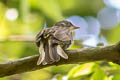 Malaysian Honeyguide Indicator archipelagicus