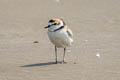 Malaysian Plover Anarhynchus peronii