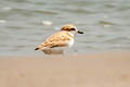 Malaysian Plover Anarhynchus peronii