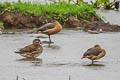 Mandarin Duck Aix galericulata