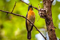 Mangrove Blue Flycatcher Cyornis rufigastra rufigastra