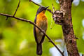 Mangrove Blue Flycatcher Cyornis rufigastra rufigastra