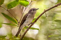 Mangrove Whistler Pachycephala cinerea cinerea 