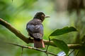 Maroon Oriole Oriolus traillii