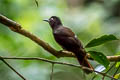 Maroon Oriole Oriolus traillii