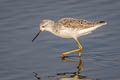 Marsh Sandpiper Tringa stagnatilis