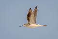 Marsh Sandpiper Tringa stagnatilis