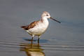 Marsh Sandpiper Tringa stagnatilis