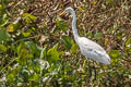 Medium Egret Ardea intermedia intermedia