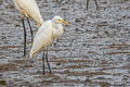 Medium Egret Ardea intermedia intermedia