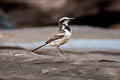 Mekong Wagtail Motacilla samveasnae 