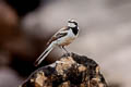 Mekong Wagtail Motacilla samveasnae 