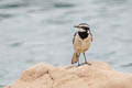 Mekong Wagtail Motacilla samveasnae 