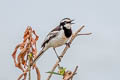 Mekong Wagtail Motacilla samveasnae 