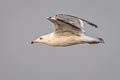 Mongolian Gull Larus vagae mongolicus